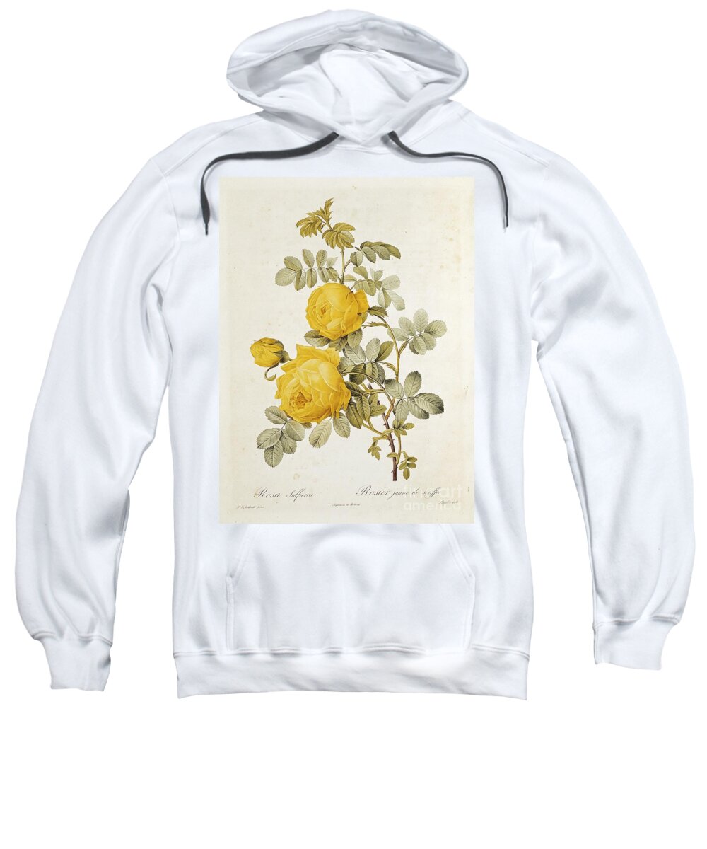 Rosa Sweatshirt featuring the drawing Rosa Sulfurea by Pierre Redoute