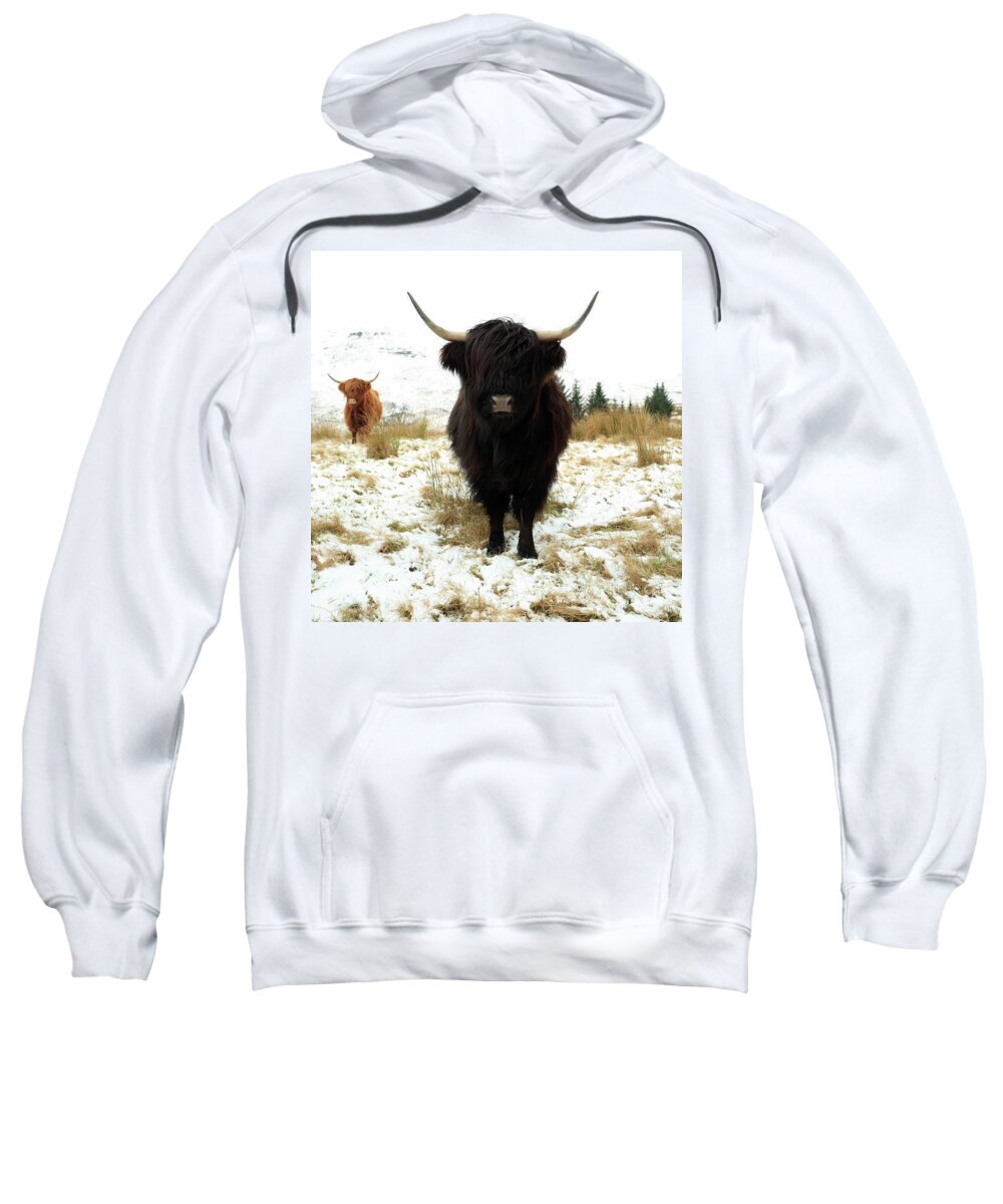 Highland Cattle Sweatshirt featuring the photograph Scottish Black Highland Coo by Maria Gaellman