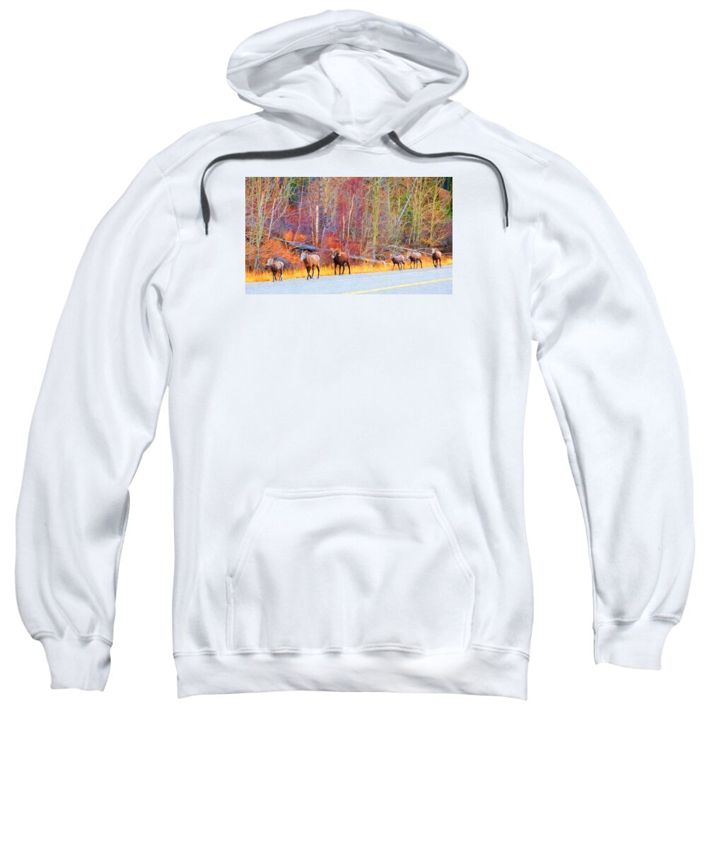 Nature Sweatshirt featuring the photograph Single File for Safety by Judy Wright Lott