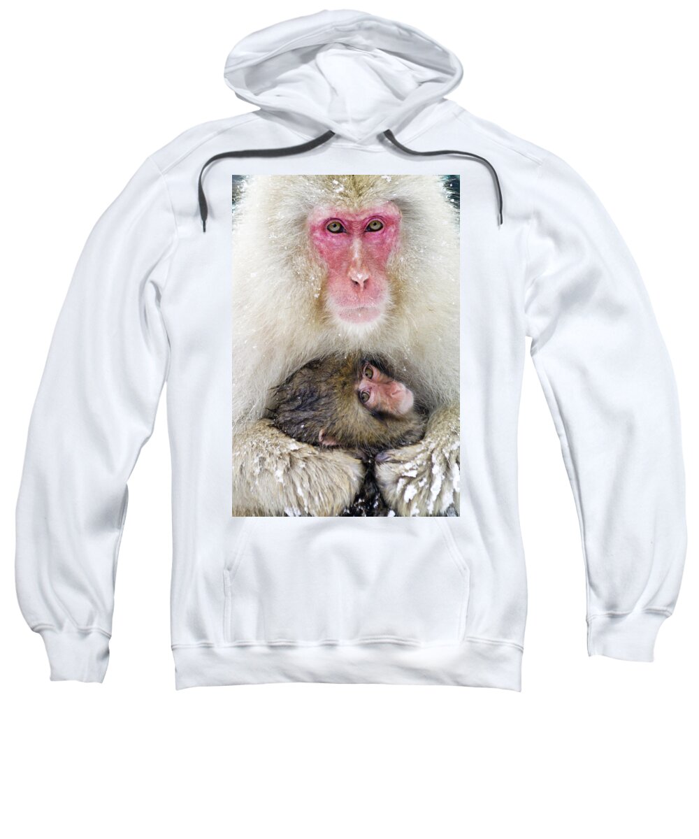 Japan Sweatshirt featuring the photograph Snow Monkey Love by Michele Burgess