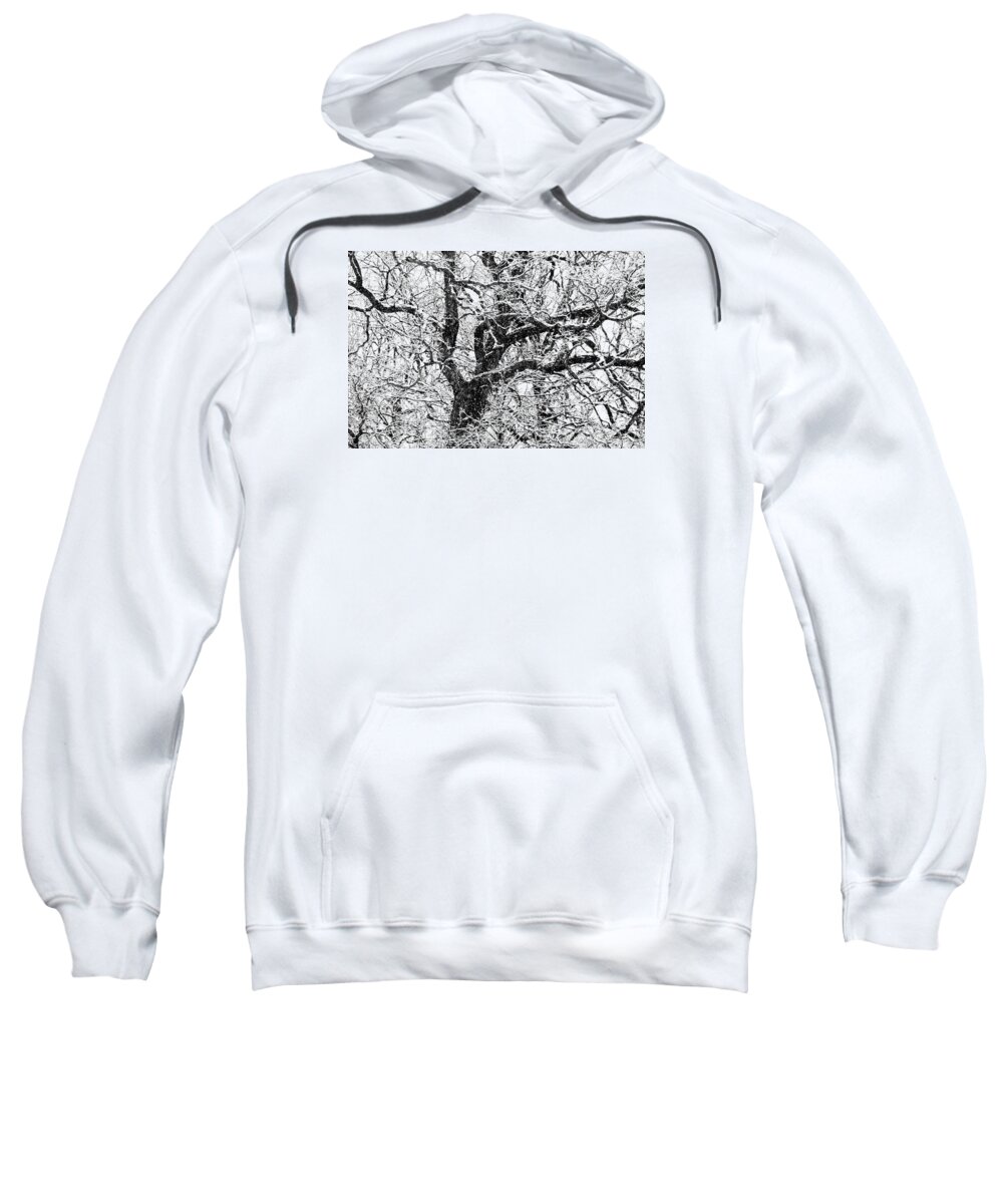 Abstract Sweatshirt featuring the photograph Snowy Oak by David Ralph Johnson