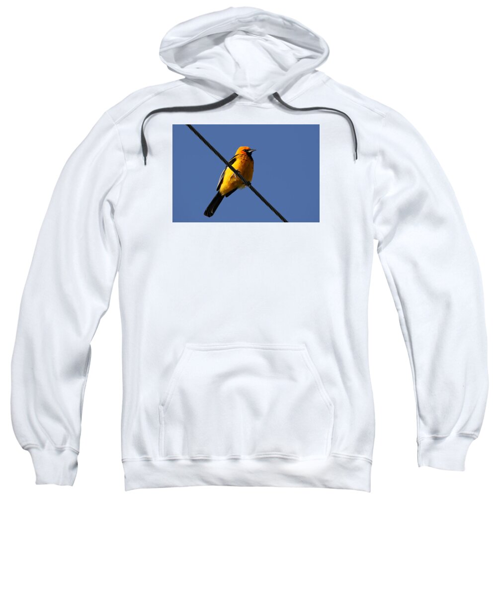 Spot Breasted Oriole Sweatshirt featuring the photograph Spot Breasted Oriole by Dart Humeston