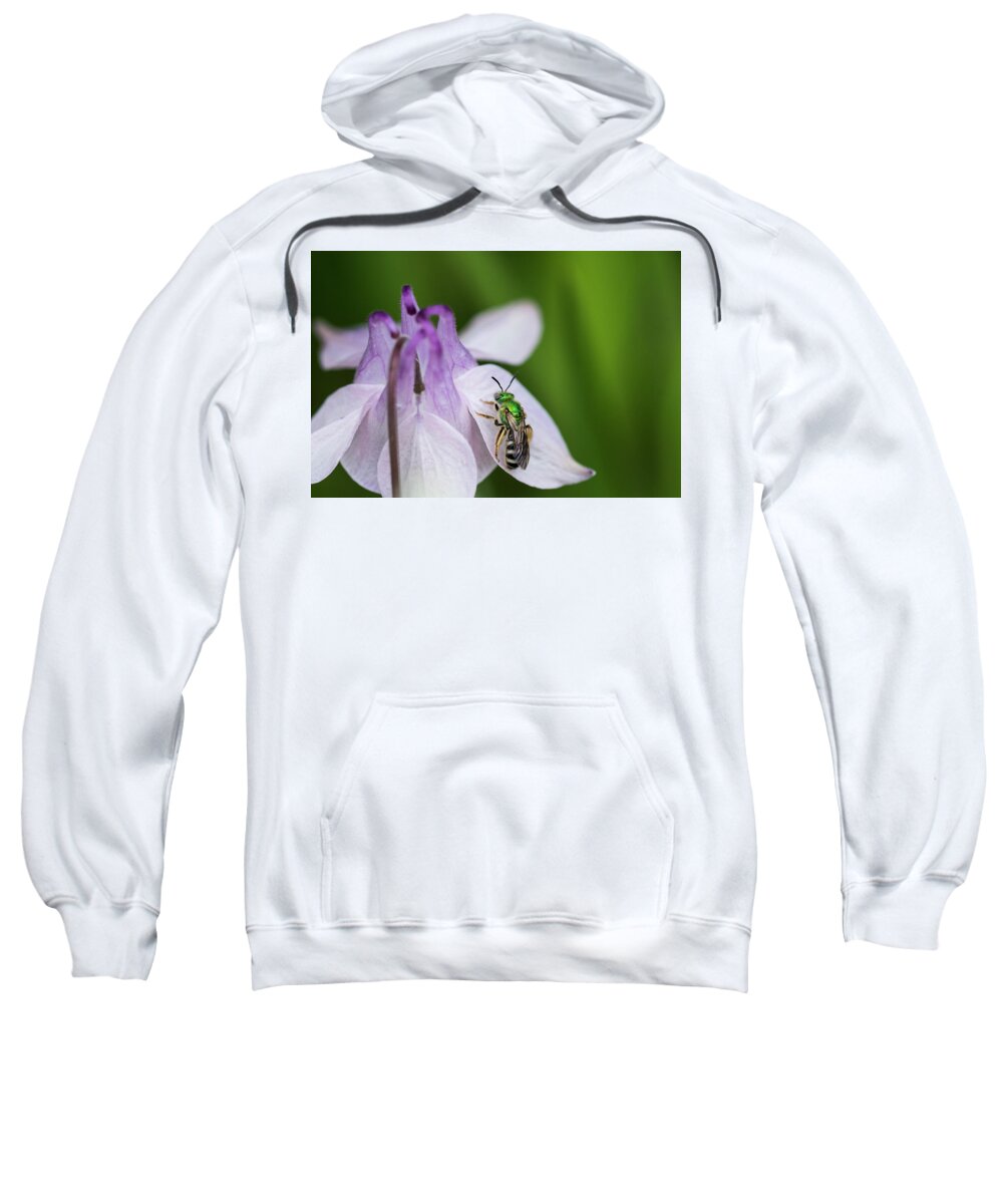 Agapostemon Sweatshirt featuring the photograph Striped Sweat Bee by Robert Potts