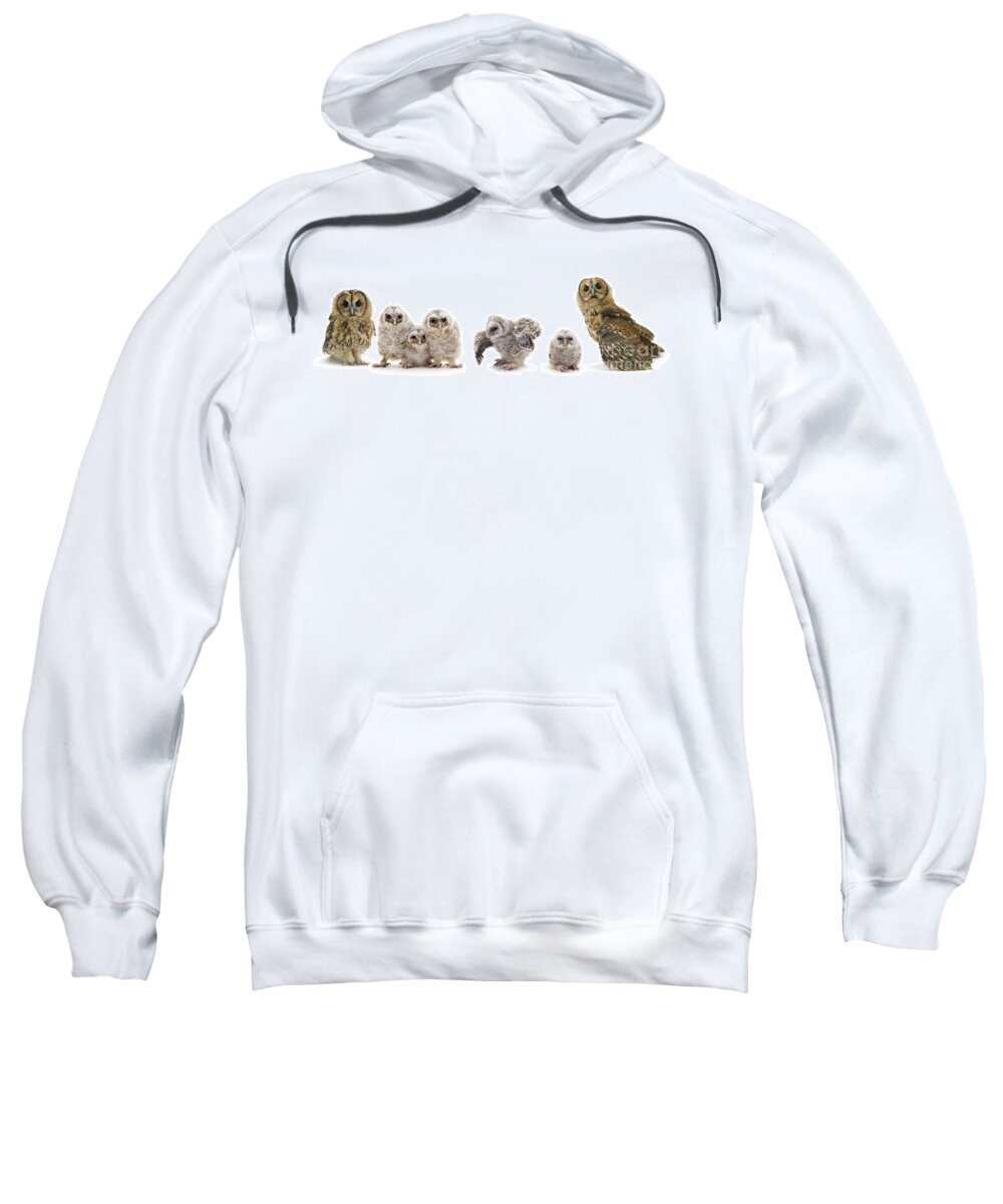 Tawny Owl Sweatshirt featuring the photograph Tawny Owl family by Warren Photographic