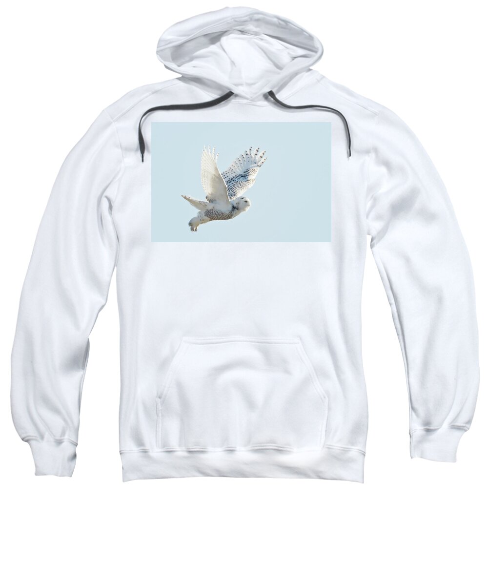 Snowy Owl Sweatshirt featuring the photograph The Visitor in Flight by Eilish Palmer