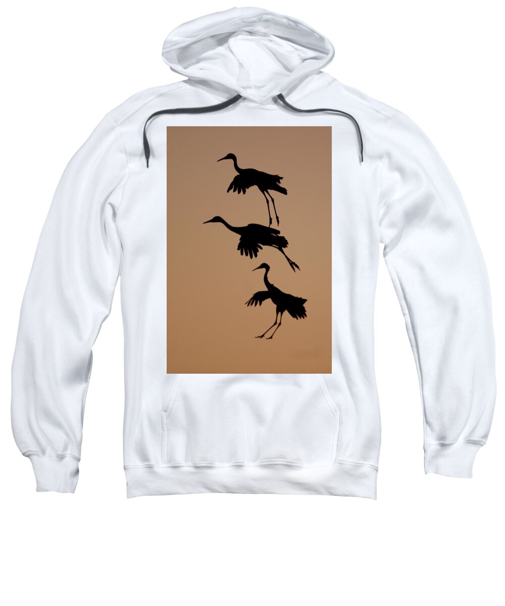 Wild Sweatshirt featuring the photograph Trio of Cranes by Mark Miller