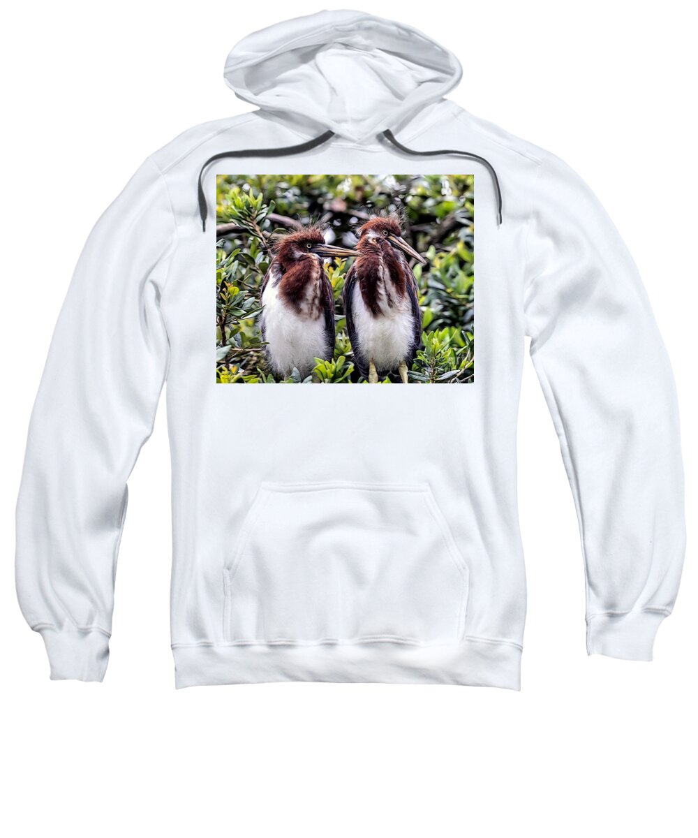 Birds Sweatshirt featuring the mixed media Twins by DB Hayes