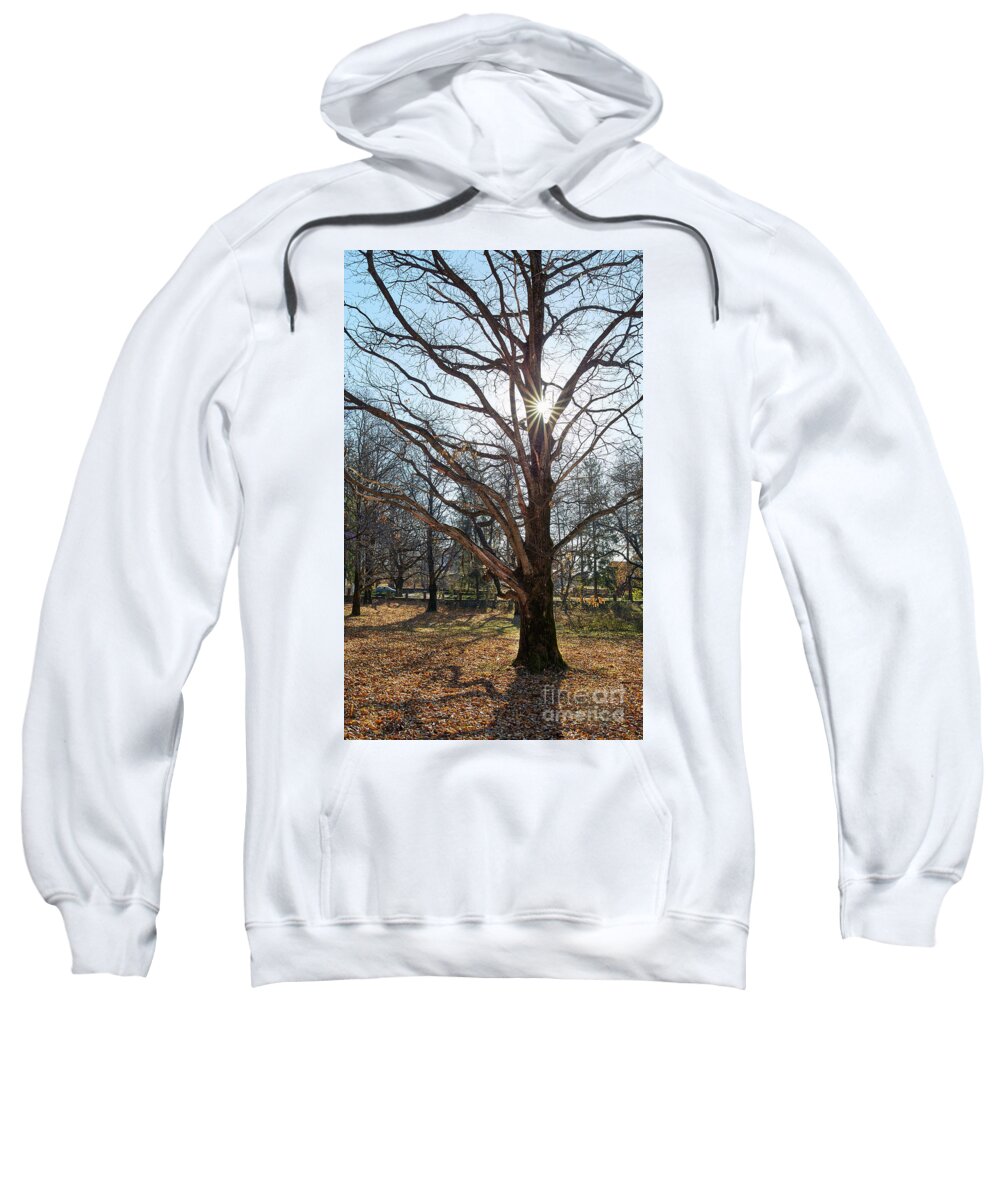 Old Sweatshirt featuring the photograph Very large oak trees by Ragnar Lothbrok