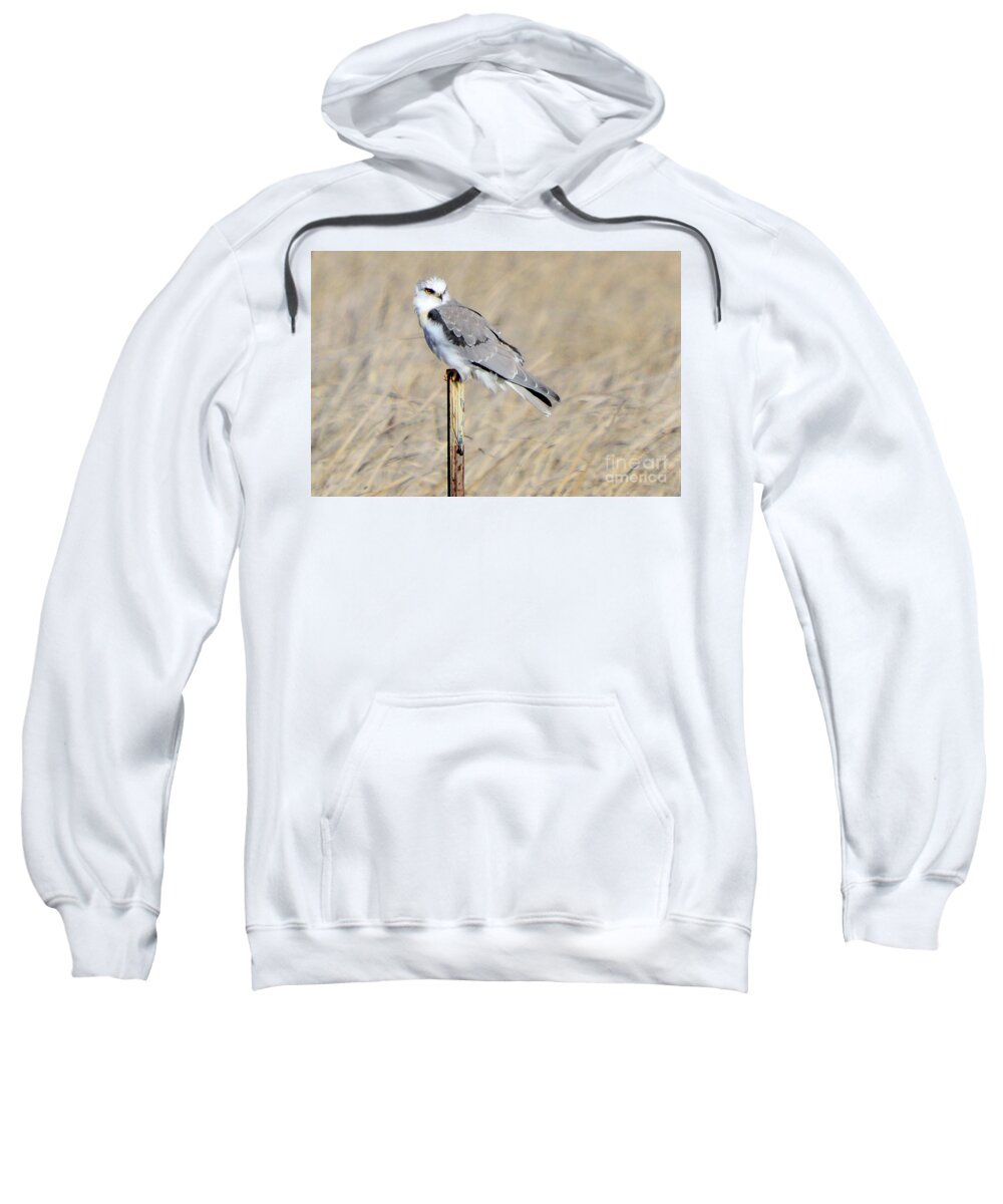 Bird Sweatshirt featuring the photograph White-Tailed Kite by Erica Freeman