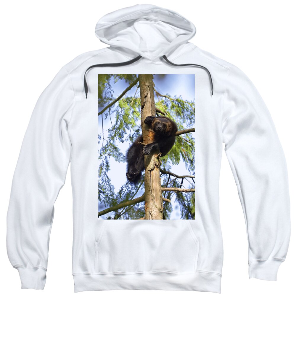 Mp Sweatshirt featuring the photograph Wolverine Gulo Gulo Resting In Tree by Konrad Wothe