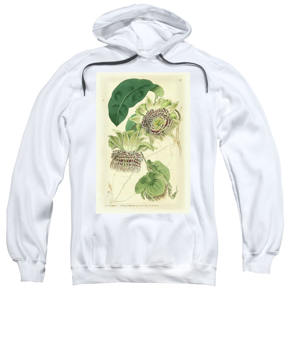 Botanical Sweatshirt featuring the painting Antique Passionflower II #1 by M. Hart