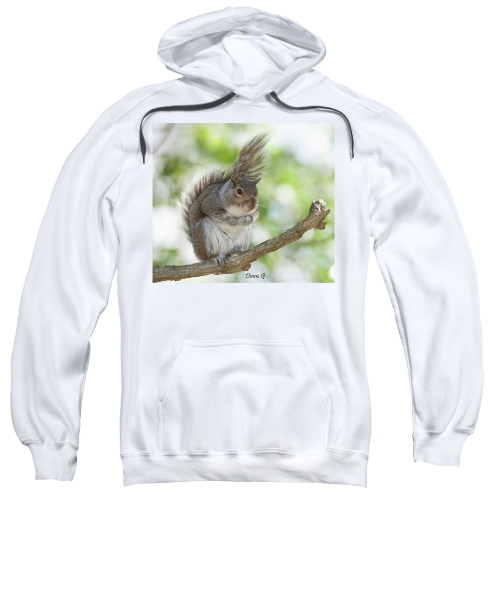 Eastern Grey Squirrel Sweatshirt featuring the photograph Eastern Grey Squirrel #2 by Diane Giurco