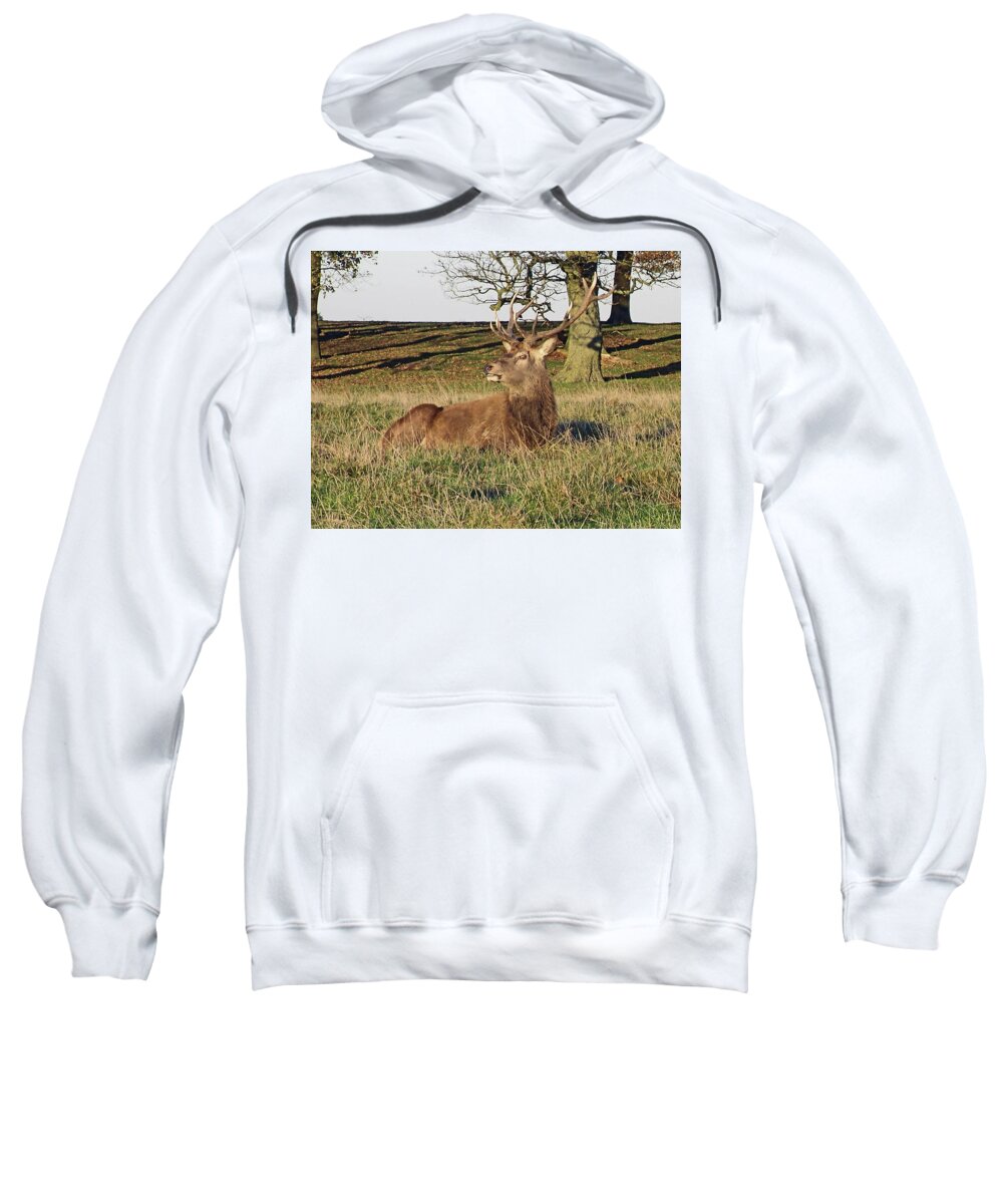 Knutsford Sweatshirt featuring the photograph 28/11/18 TATTON PARK. Stag in The Park. by Lachlan Main