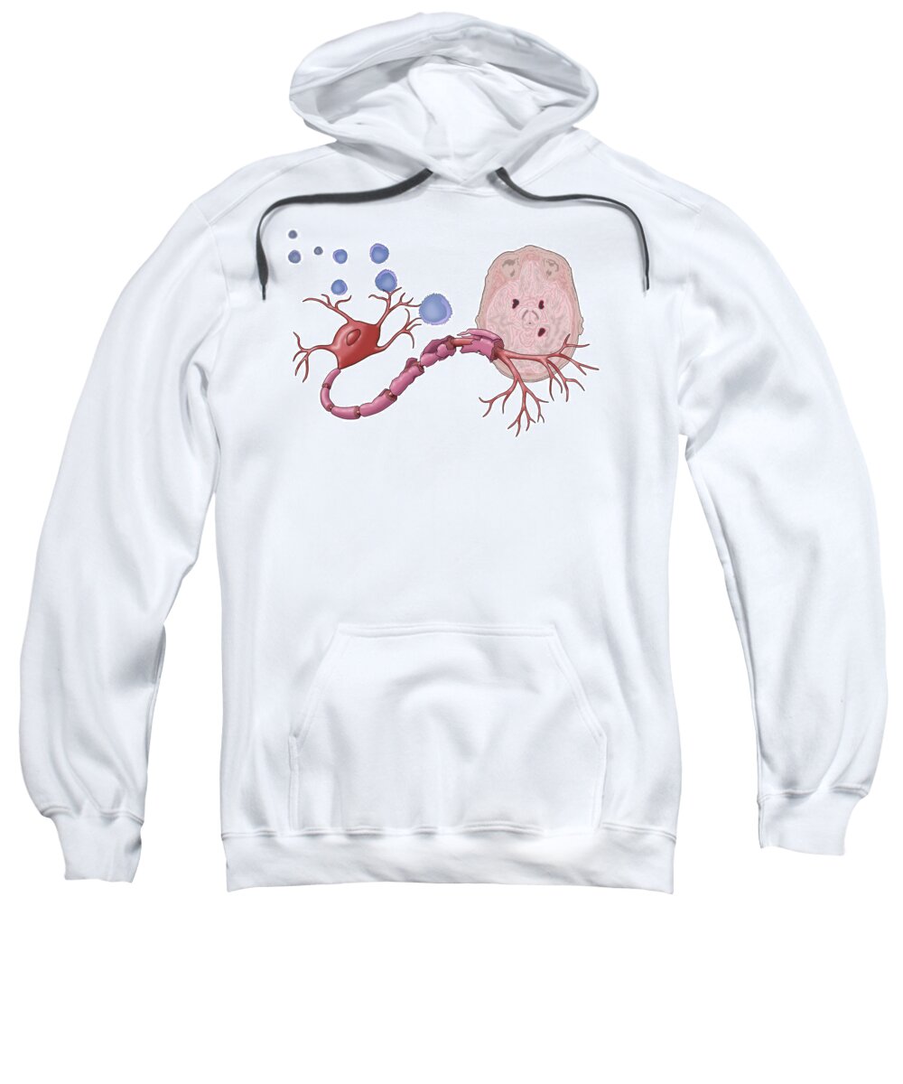 Anatomy Sweatshirt featuring the photograph Multiple Sclerosis #4 by Monica Schroeder