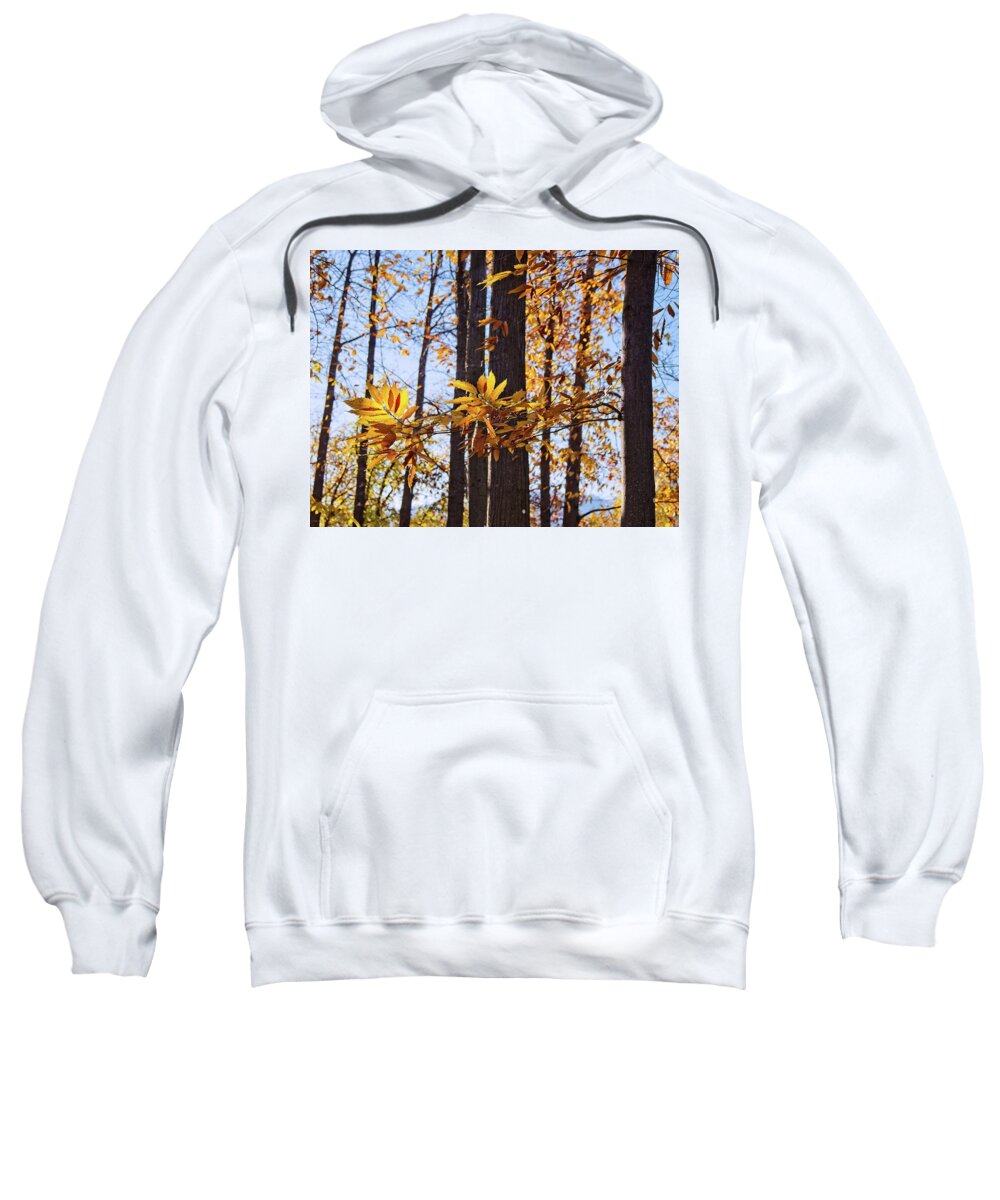 Landscape Sweatshirt featuring the photograph Autumn Branch and Trees by Allan Van Gasbeck