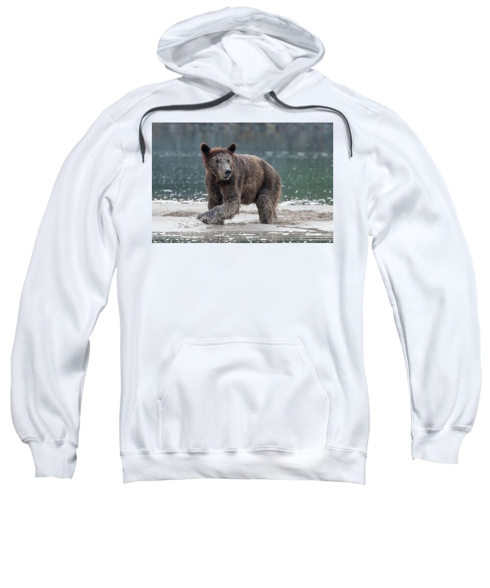 Bear Sweatshirt featuring the photograph Brown Bear in Pumice by Mark Hunter