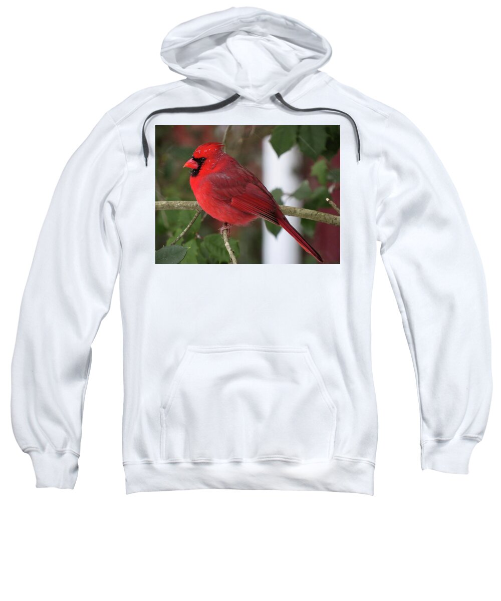 Cardinal Sweatshirt featuring the photograph Cardinal in Winter by Linda Stern