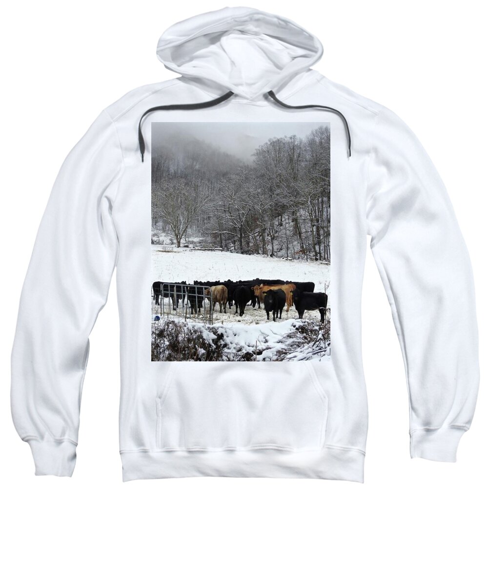 Cows Sweatshirt featuring the photograph Cows In Winter by Kathy Chism