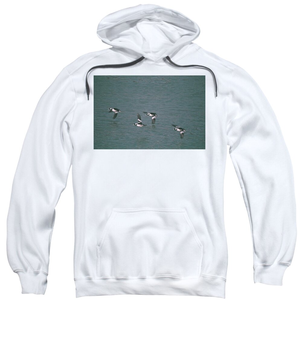 Nature Sweatshirt featuring the photograph Flying in Formation- Buffleheads Bucephala albeola by David Porteus