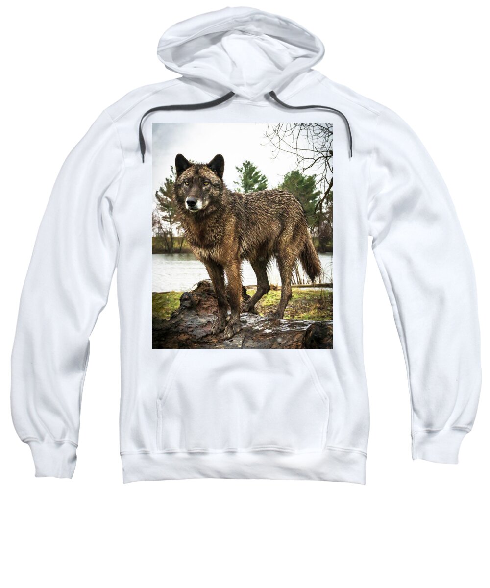 Wolf Wolves Black Sweatshirt featuring the photograph Handsome Niko by Laura Hedien