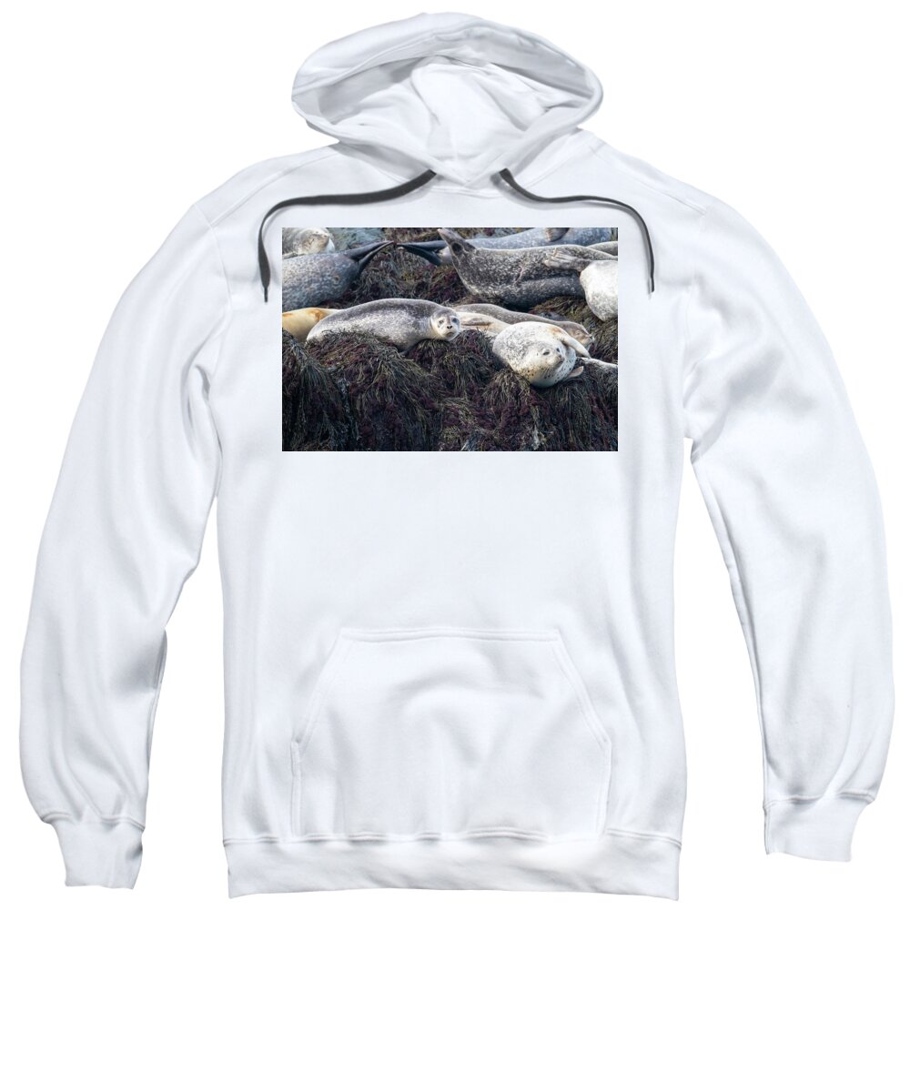Scott Leslie Sweatshirt featuring the photograph Harbor Seals Along Bay of Fundy by Scott Leslie