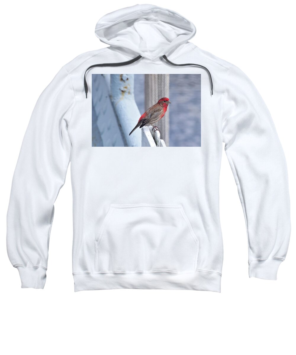 Finch Sweatshirt featuring the photograph House Finch on the U.S.S. Wisconsin by Nicole Lloyd