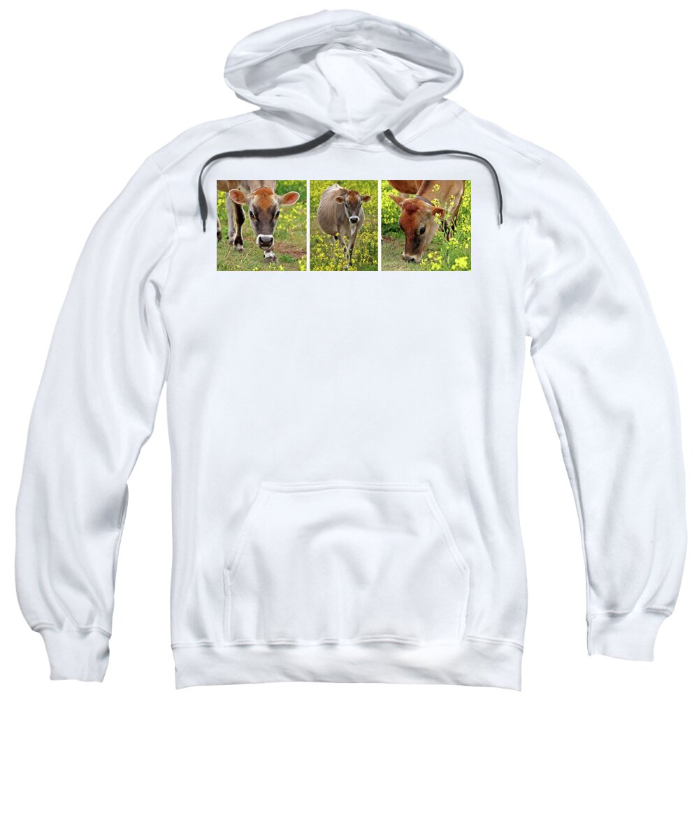 Jersey Cow Sweatshirt featuring the photograph Jersey Fields of Gold by Gill Billington