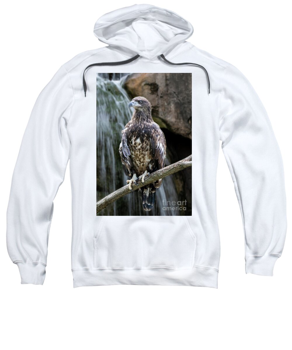 Fish Sweatshirt featuring the photograph Juvenile Bald Eagle by Ed Taylor