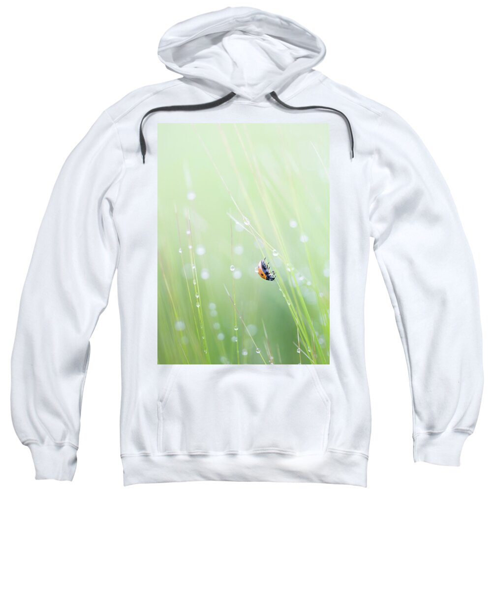 Ladybird Sweatshirt featuring the photograph Ladybird and morning rain drops by Anita Nicholson