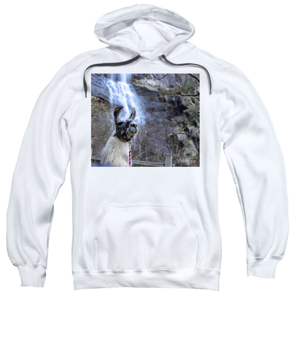 Llama Sweatshirt featuring the photograph Llama Waterfall by Buddy Morrison