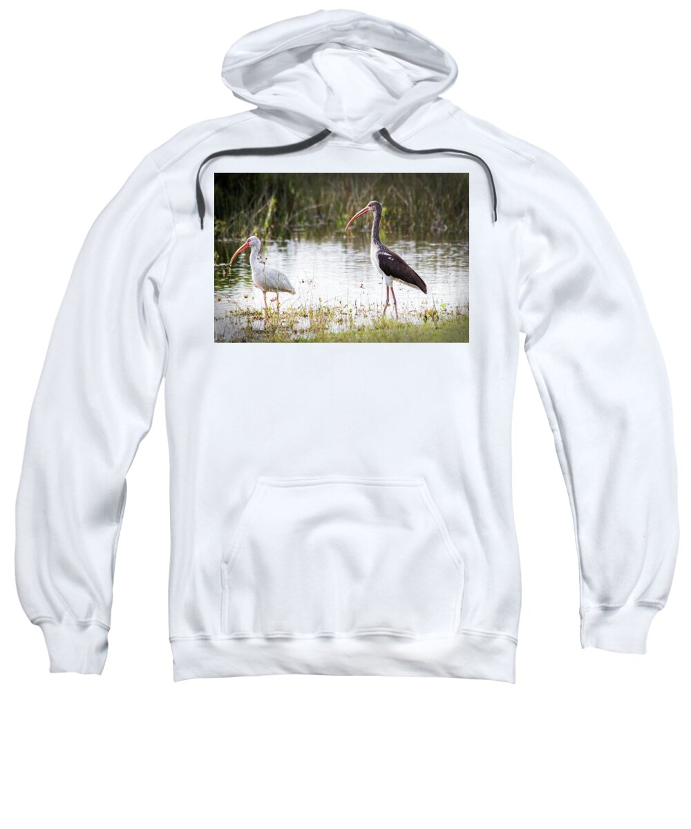 Ibis Sweatshirt featuring the photograph Pair of White Ibis by Bob Decker