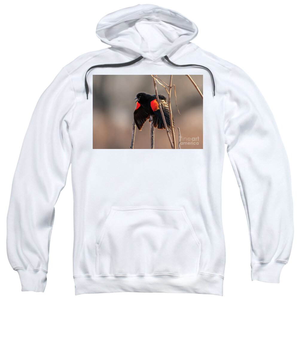 Bird Sweatshirt featuring the photograph Red Winged Black Bird by Sandra J's