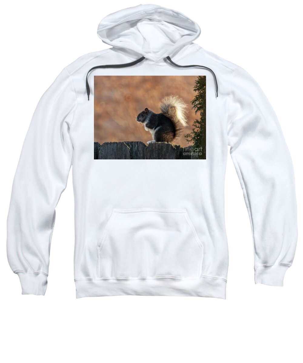 Squirrel Sweatshirt featuring the photograph The Squirrel with the White Tail by Sandra J's