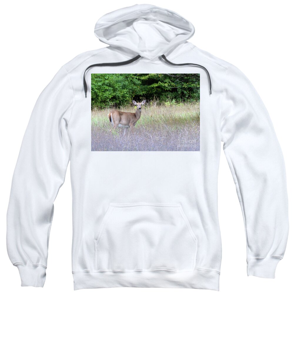 White Tale Deer Sweatshirt featuring the photograph White Tale Deer by Paula Guttilla
