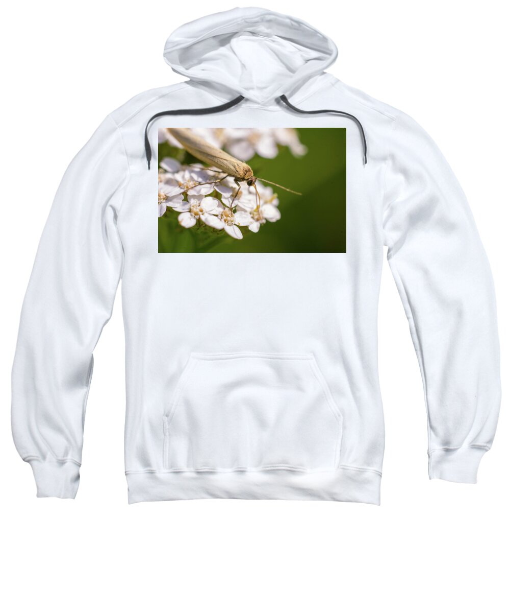 Nature Sweatshirt featuring the photograph A brown bug enjoying flower nectar #2 by Maria Dimitrova