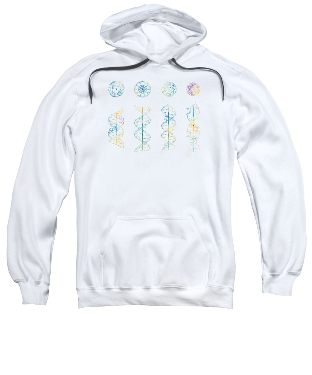 Dna Helix Conformation Print A-form B-form C-form And Z-form Dna Genetic Art Families Of Dna Helices Biology Art Dna Structures Sweatshirt featuring the digital art DNA helix conformation #1 by Erzebet S