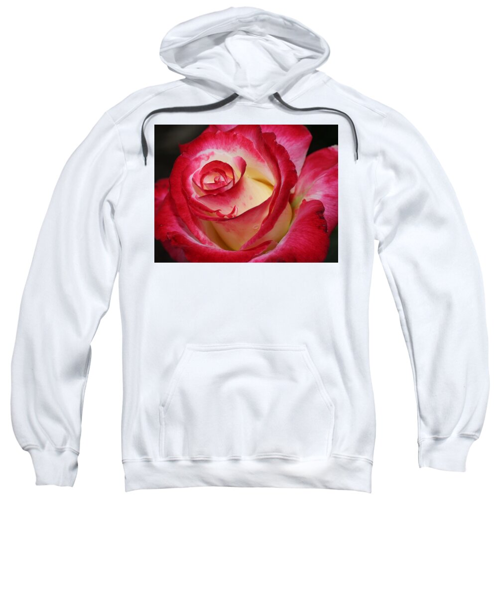 Rose Sweatshirt featuring the photograph Multi-colored Rose #1 by Mingming Jiang