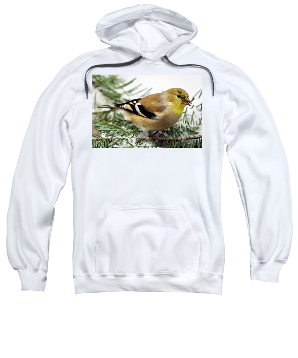 Wildlife Sweatshirt featuring the photograph American Goldfinch Perched on Spruce Branch by John Rowe
