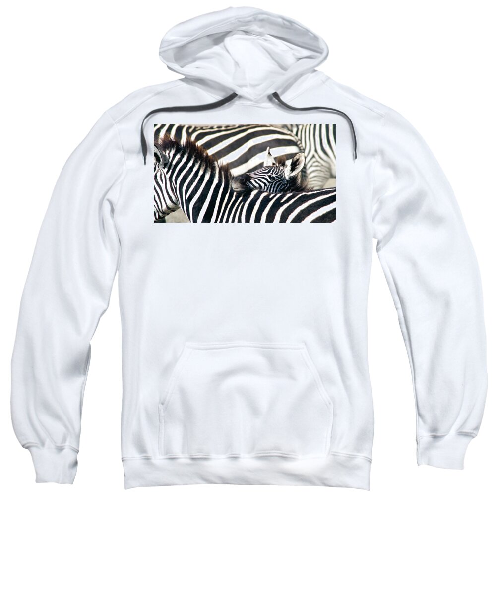 Animals Sweatshirt featuring the photograph Baby Zebra, Ahead of the Herd by Bonnie Colgan