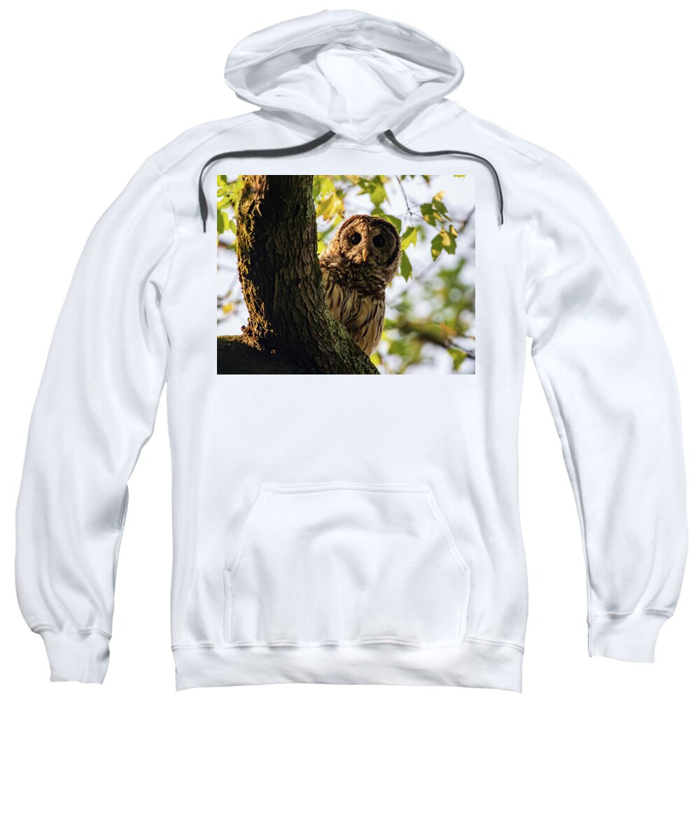 Barred Owl Sweatshirt featuring the photograph Barred Owl - Morning Light by Chad Meyer