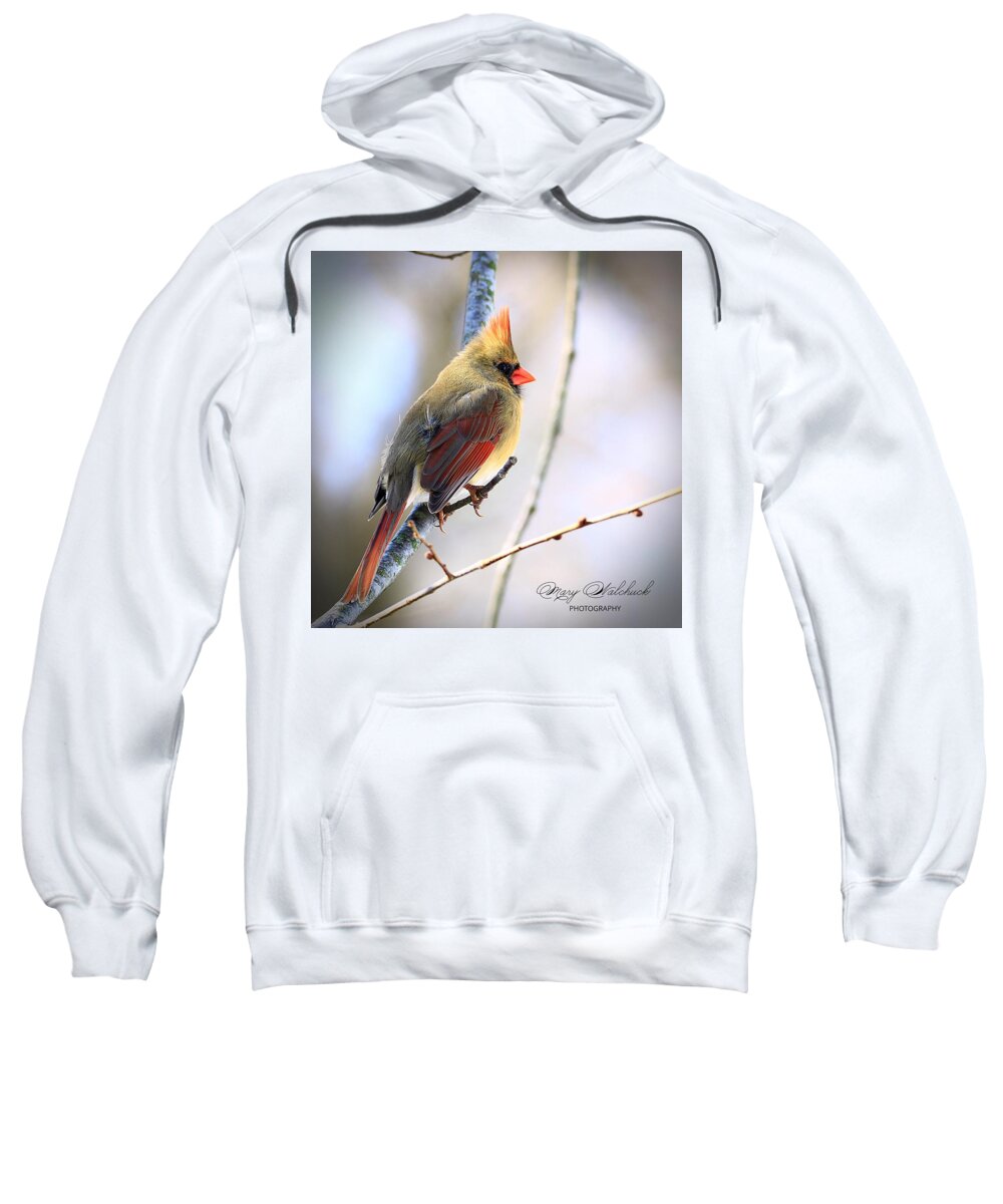 Female Cardinal Sweatshirt featuring the photograph Behold the Beauty by Mary Walchuck