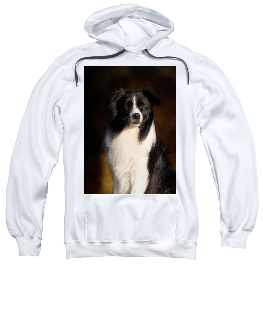Border Collie Sweatshirt featuring the photograph Border Collie Portrait by Diana Andersen