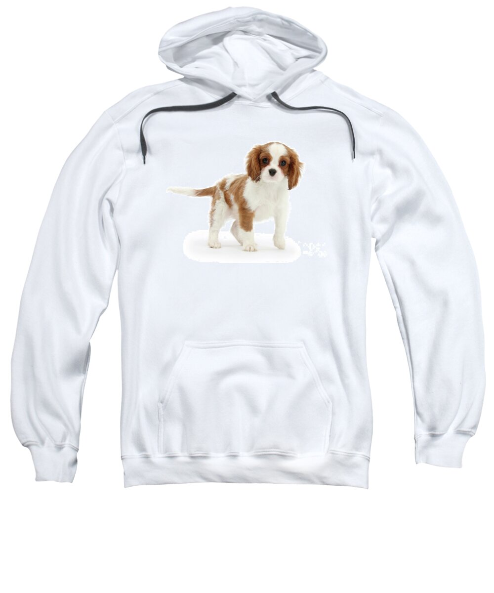 King Charles Spaniel Sweatshirt featuring the photograph Cavalier King Charles Spaniel pup by Warren Photographic