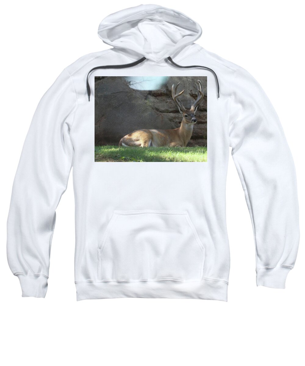 Animal Sweatshirt featuring the photograph Deer Alert by On da Raks