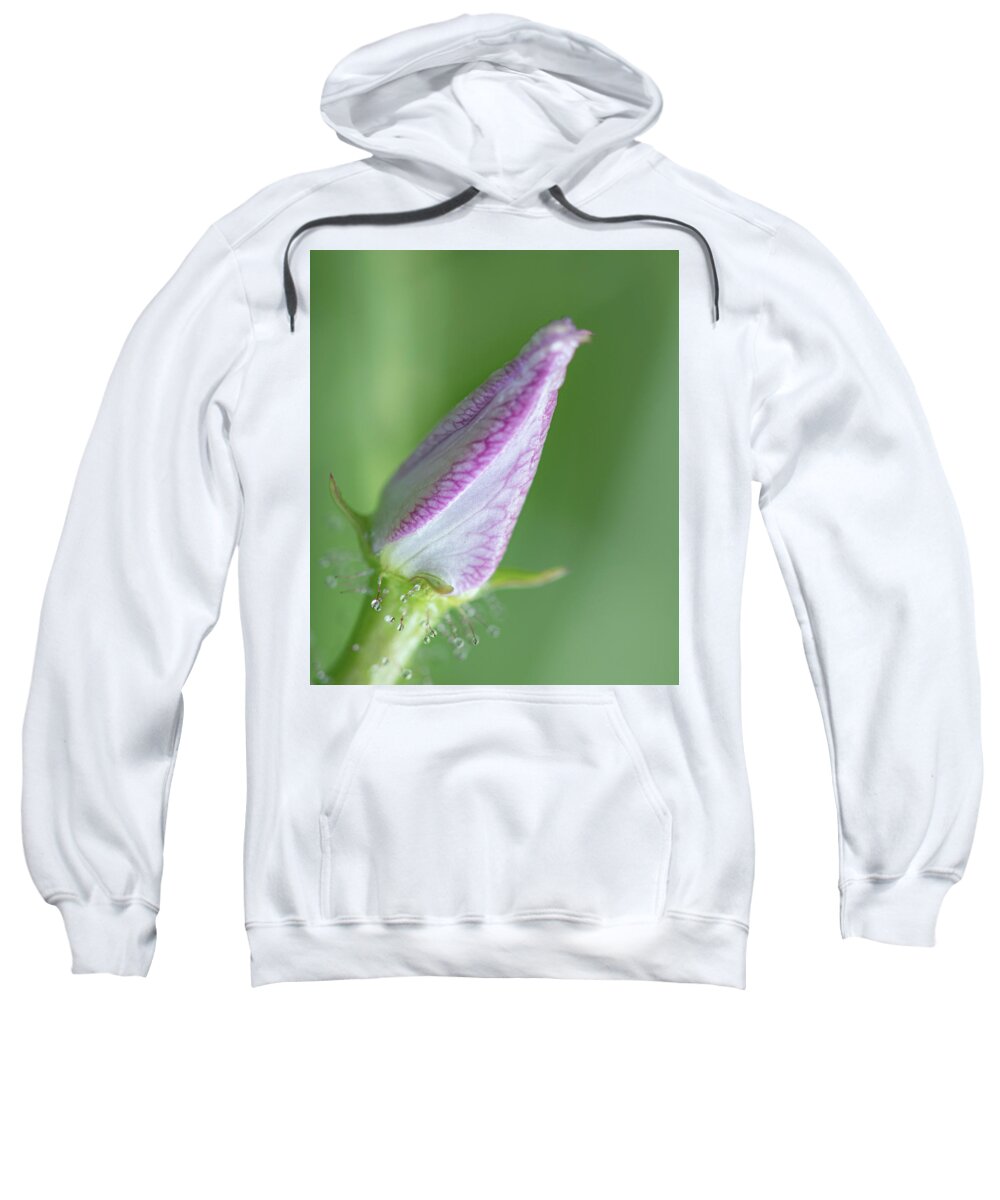 Bud Sweatshirt featuring the photograph Dew On Meadow Beauty Bud by Karen Rispin