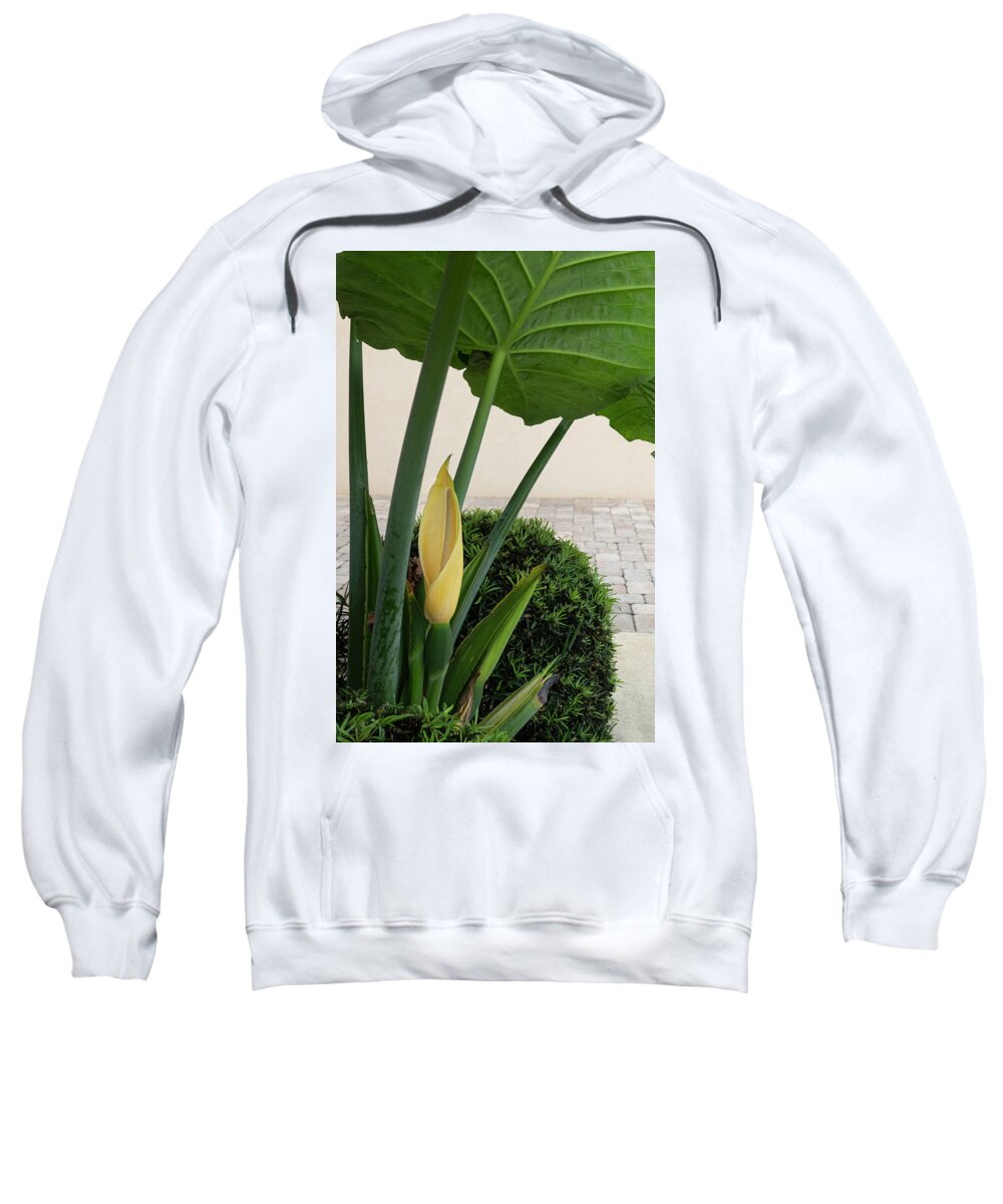 Elephant Ear Sweatshirt featuring the photograph Elephant ear blossom by Phil And Karen Rispin
