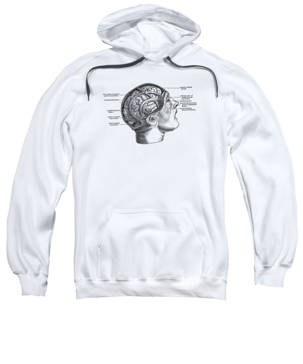 Brain Sweatshirt featuring the drawing Fissure Focused Brain Diagram - Vintage Anatomy 2 by Vintage Anatomy Prints