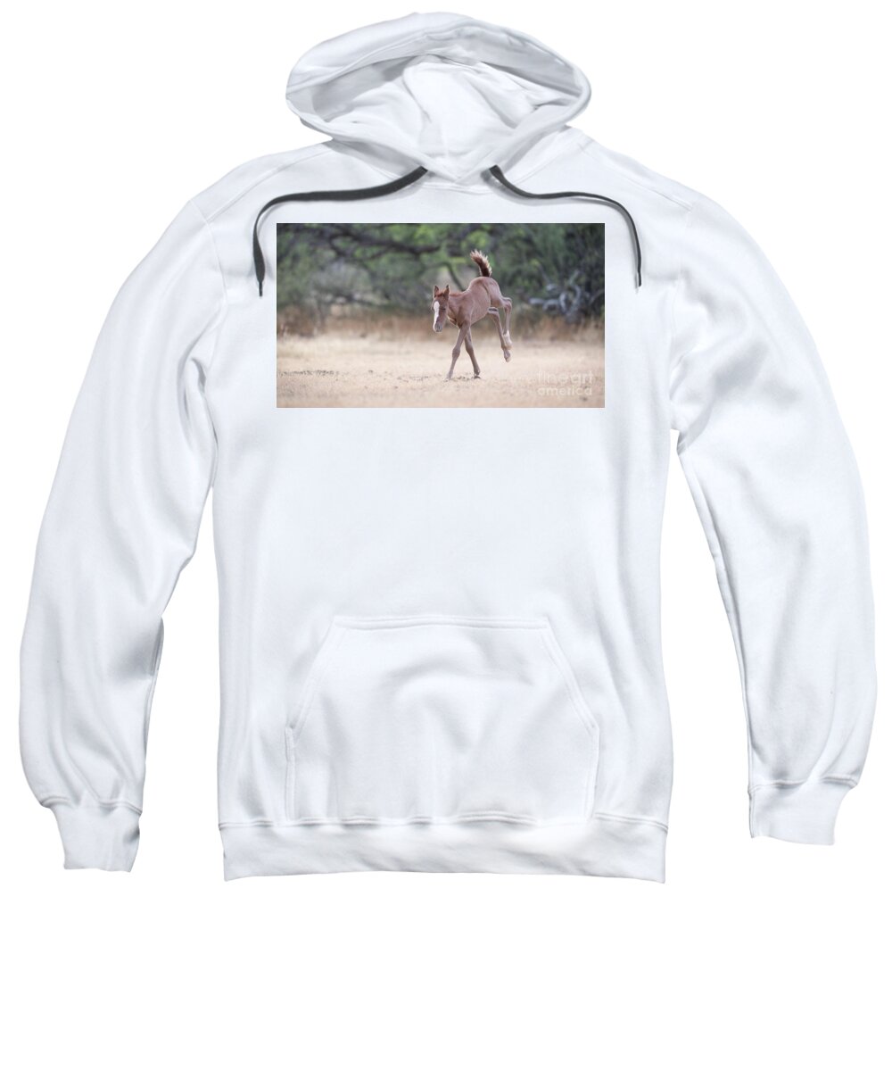 Cute Foal Sweatshirt featuring the photograph Happy Dance by Shannon Hastings