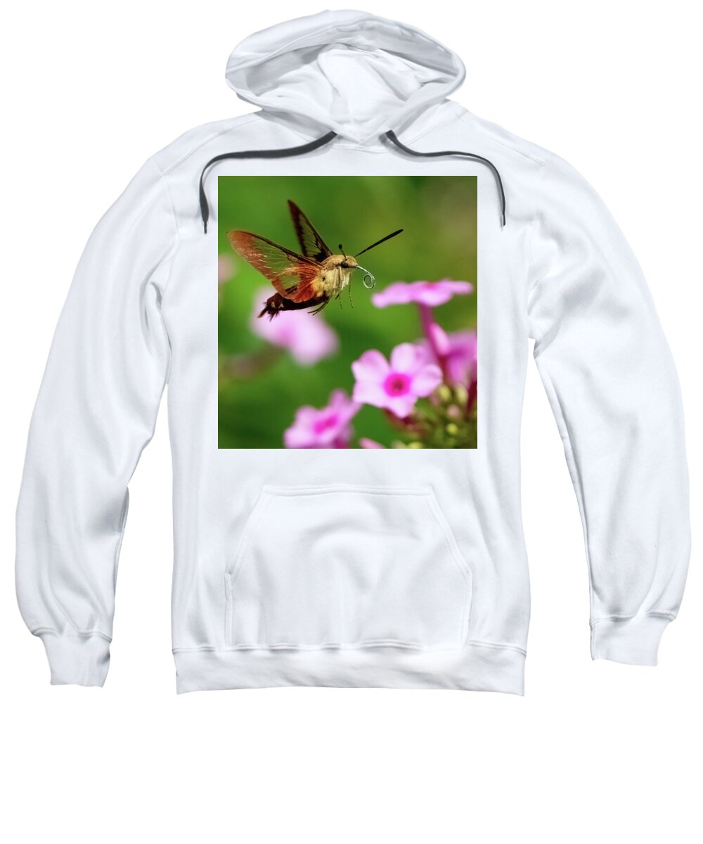 Moth Sweatshirt featuring the photograph Hummingbird Moth by William Jobes