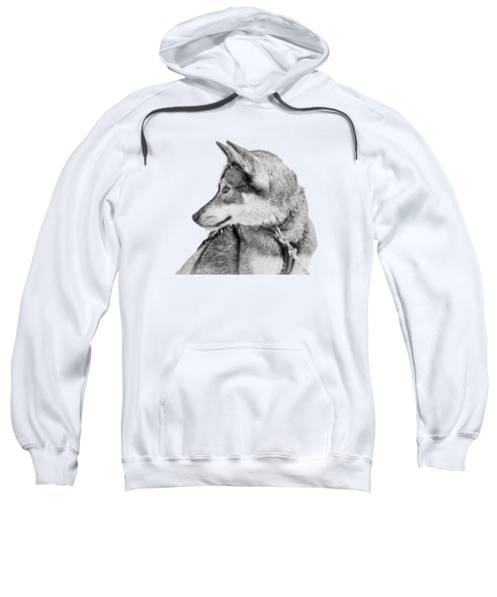 Husky Sweatshirt featuring the photograph Husky dog in the snow, black and white portrait by Delphimages Photo Creations